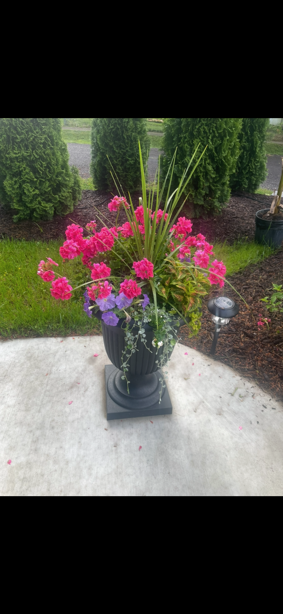 Garden photo